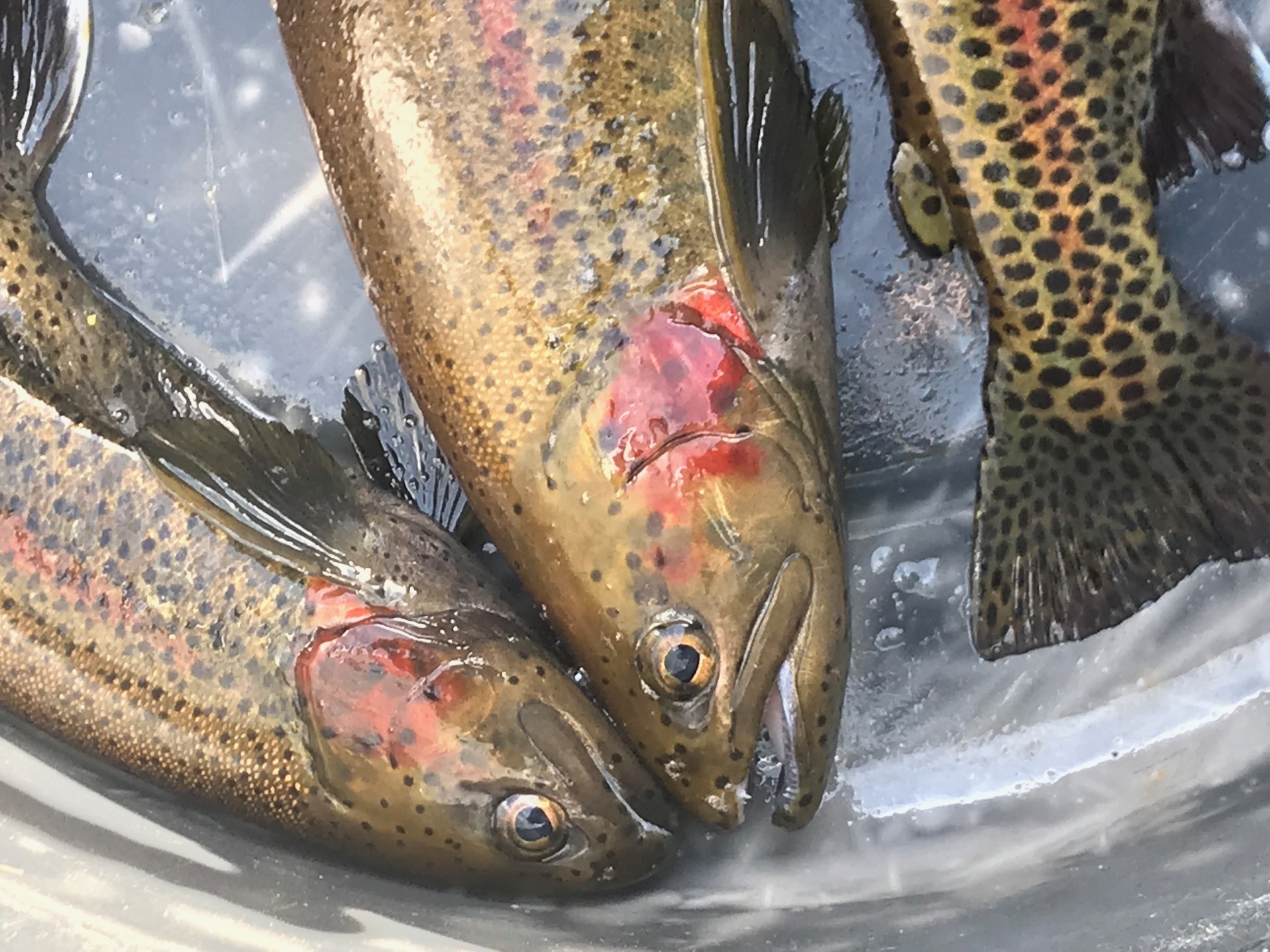 Murray Springs Trout Hatchery